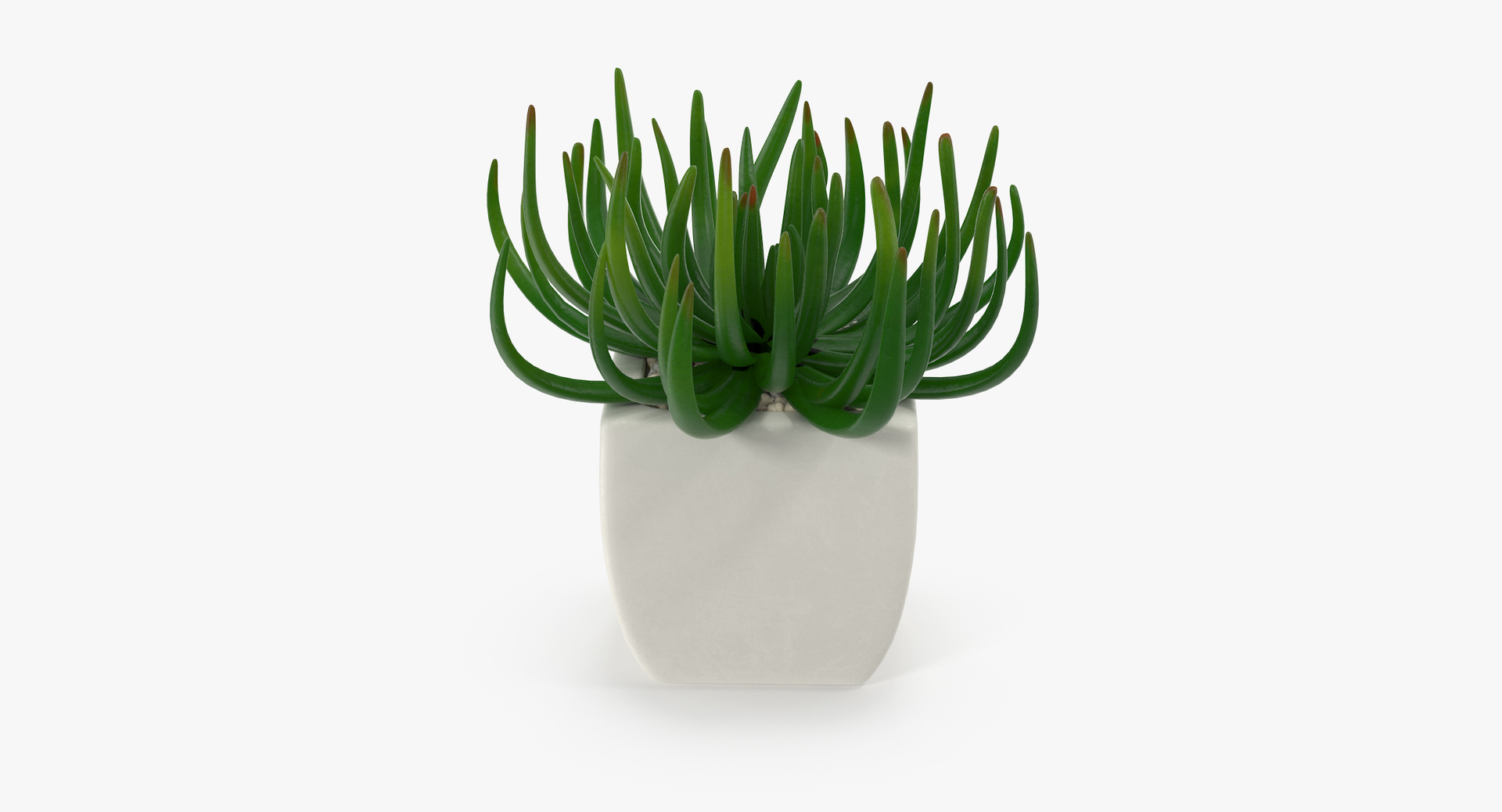 3D botanical - 205 products model https://p.turbosquid.com/ts-thumb/x6/MjCF6E/yYowrBpT/00/jpg/1564576277/1920x1080/turn_fit_q99/c17f09051c3c79ab5257ece38c6699eccdcd349f/00-1.jpg