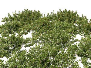 Arctostaphylos uva-ursi - common bearberry 3D model