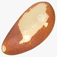 Brazilian Walnut Nut 01