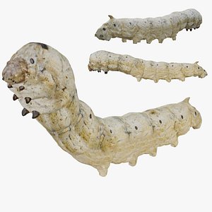 Bombyx mori worm Silk Moth Caterpillar Bombyx mori Silkworm Insect Larva Bug Realistic Biology Scien model