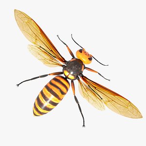 Asian Giant Hornet