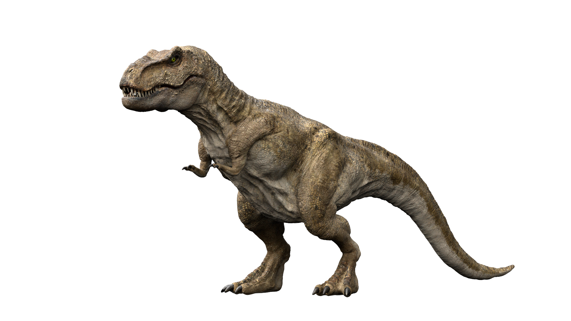 3d Model V-ray Rigged Rex
