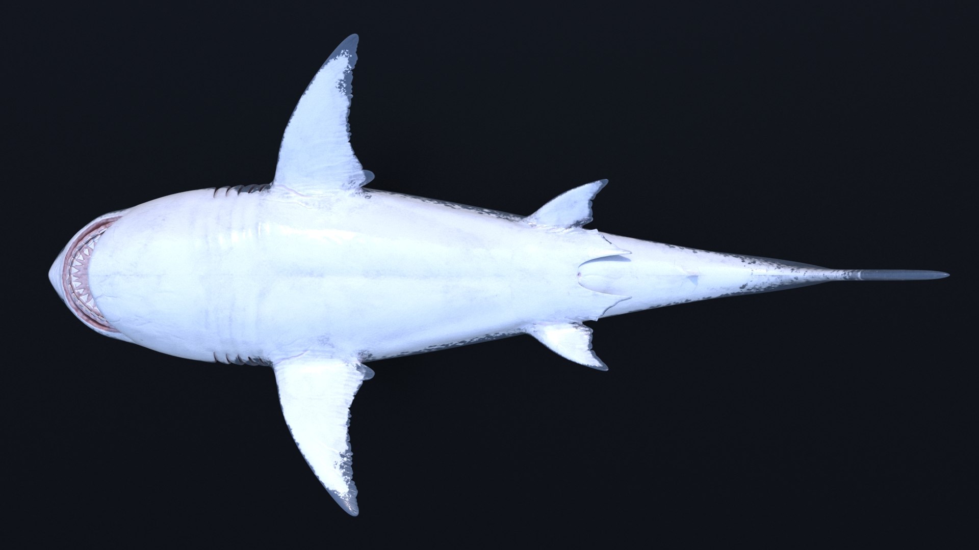 3D model great white shark https://p.turbosquid.com/ts-thumb/x7/80l0yL/1t75Nx5o/12/jpg/1597170742/1920x1080/fit_q87/4f407b07a4761a33643aa93fff492415e98aac9e/12.jpg