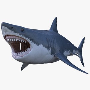 Great White Shark