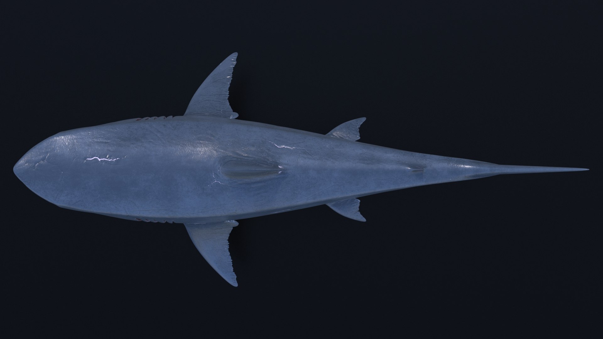 3D model great white shark https://p.turbosquid.com/ts-thumb/x7/80l0yL/LiNrBhSa/11/jpg/1597170740/1920x1080/fit_q87/fe559cc0a1dd5197993556dac0dec2f4fb741915/11.jpg