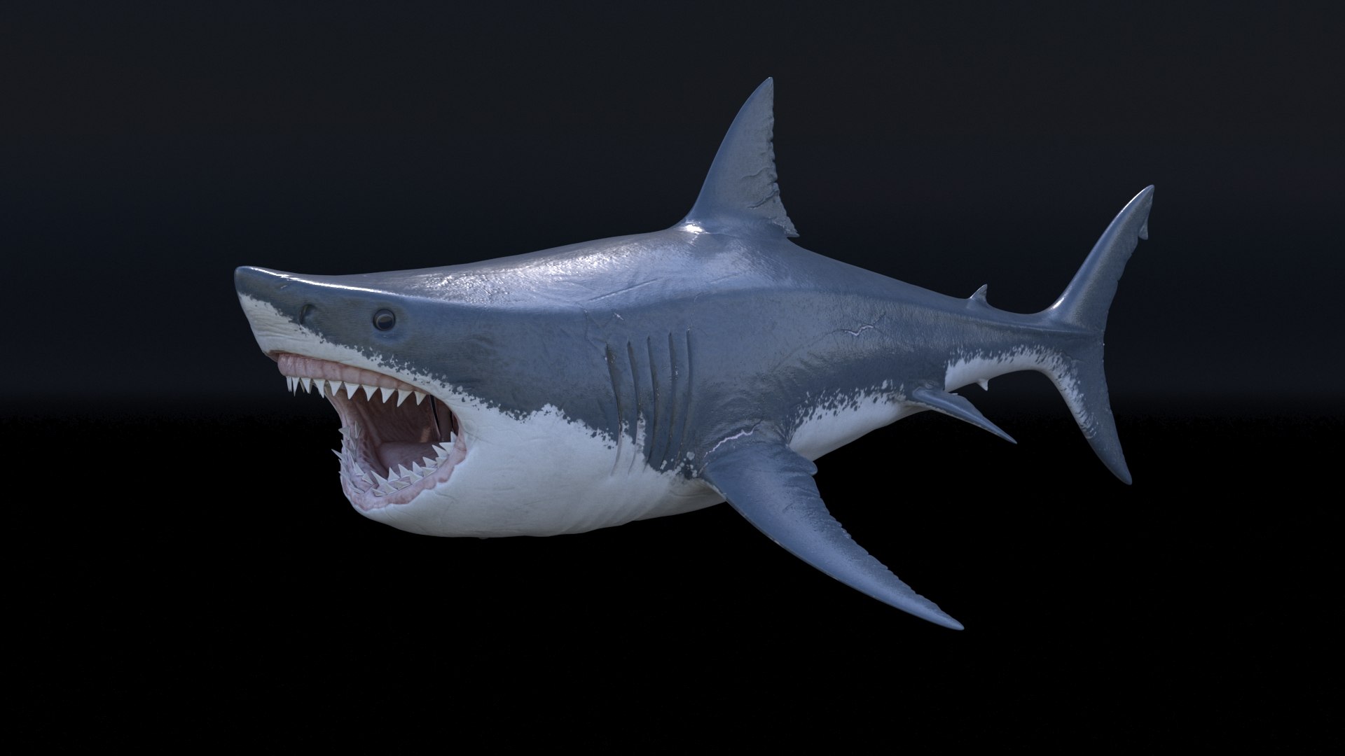 3D model great white shark https://p.turbosquid.com/ts-thumb/x7/80l0yL/SvBA5u8Z/4/jpg/1597170735/1920x1080/fit_q87/89f1fe51e9370b01dcf370fc3473d4ab19c71265/4.jpg