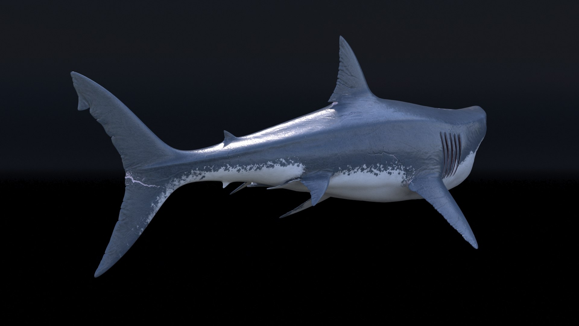 3D model great white shark https://p.turbosquid.com/ts-thumb/x7/80l0yL/c6sSS7ge/8/jpg/1597170737/1920x1080/fit_q87/54f943a289d8983012e5ae99e79538e9c00d4803/8.jpg