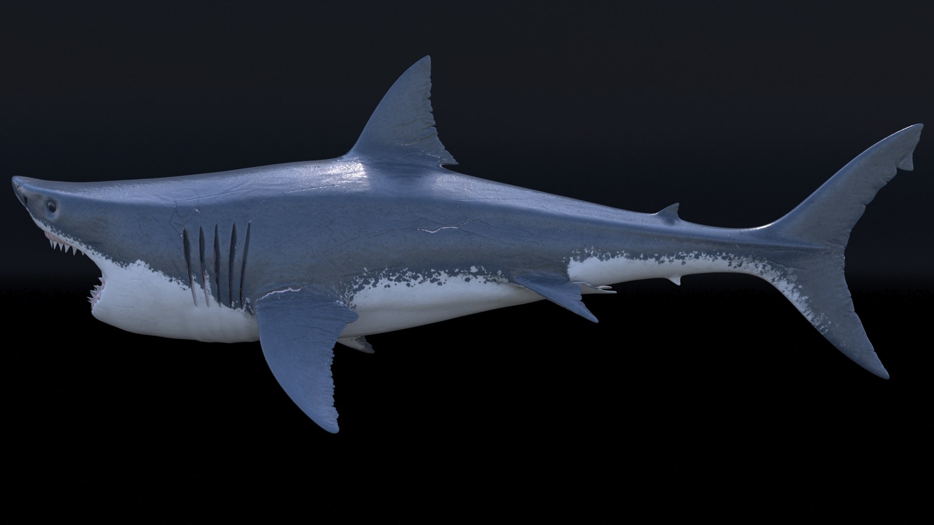 3D model great white shark https://p.turbosquid.com/ts-thumb/x7/80l0yL/mlnRHfZv/3/jpg/1597170736/1920x1080/fit_q87/a20e5c389cceeaaf0da8480f88d8ebaf8acd8fb6/3.jpg
