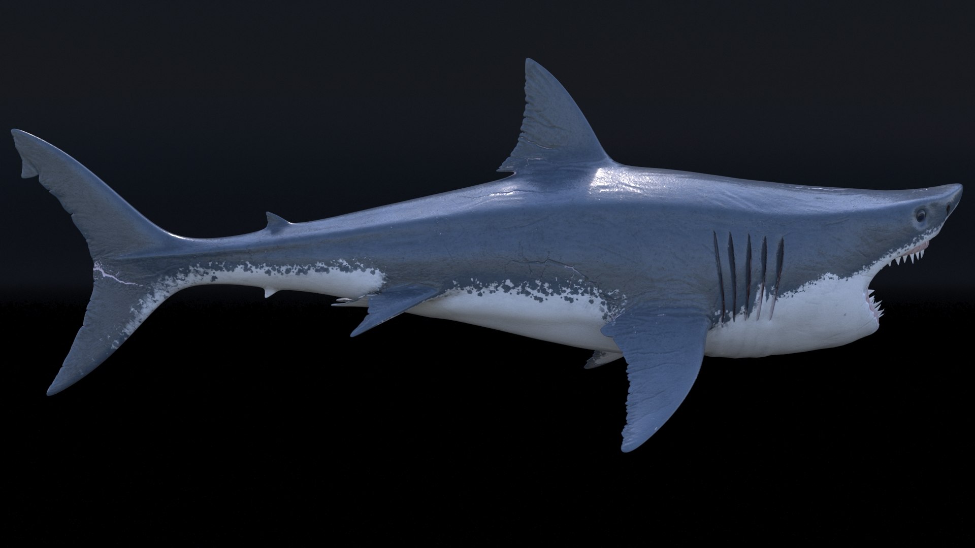 3D model great white shark https://p.turbosquid.com/ts-thumb/x7/80l0yL/w9BiEmJd/7/jpg/1597170738/1920x1080/fit_q87/468a387685fd2f6930461099251119b61eb42a28/7.jpg