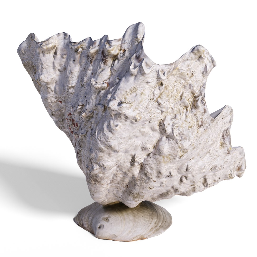 3D High-Fidelity Photorealistic Seashell 2 PBR 8K Asset Model ...