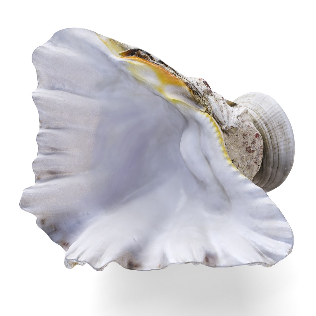 3D High-Fidelity Photorealistic Seashell 2 PBR 8K Asset Model ...