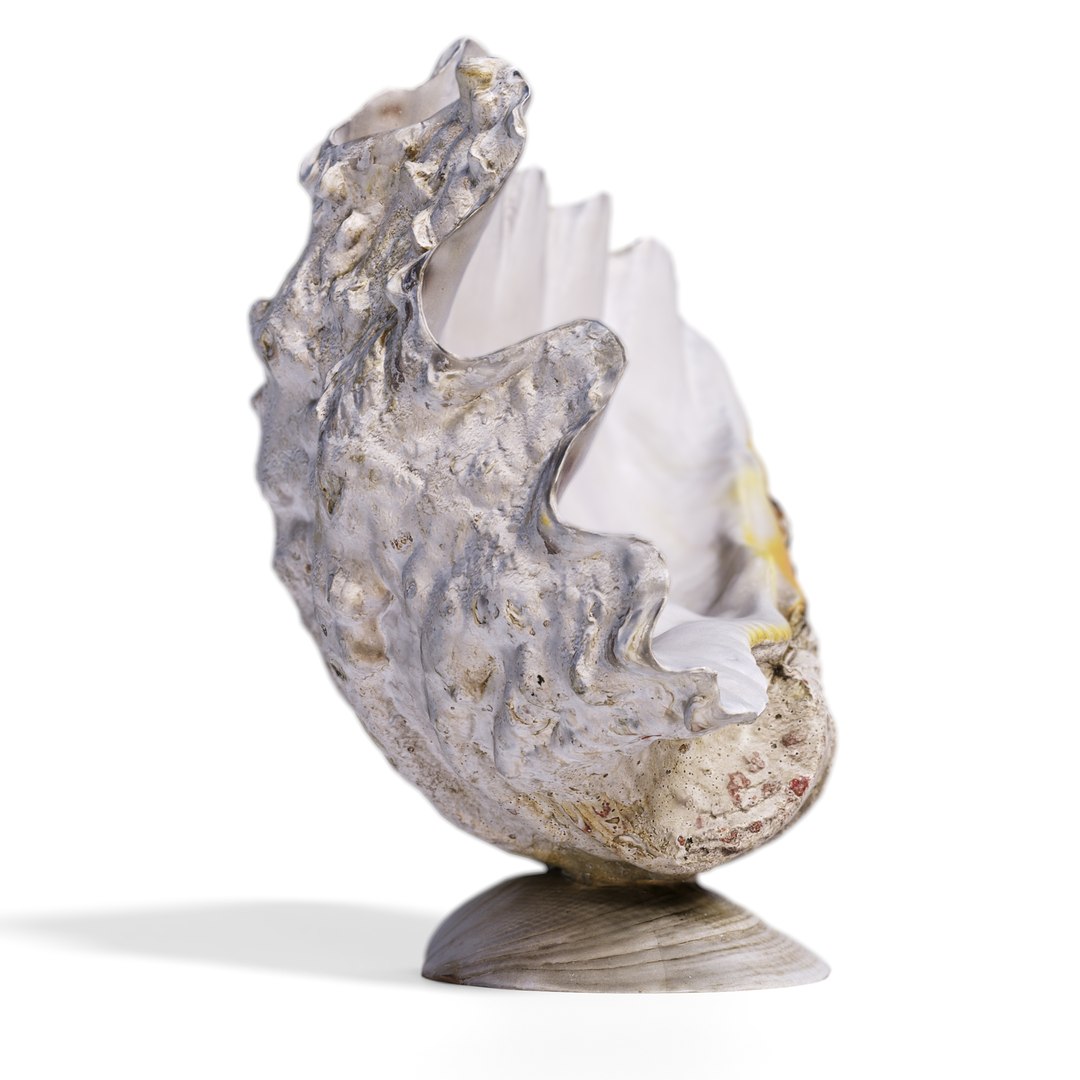 3D High-Fidelity Photorealistic Seashell 2 PBR 8K Asset Model ...