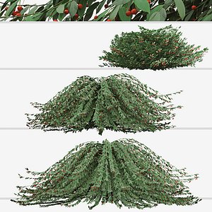 3D Set of Cotoneaster Salicifolius or Willow-leaved cotoneaster Shrubs model