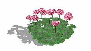 3D Pelargonium-Geranium-Pink White model