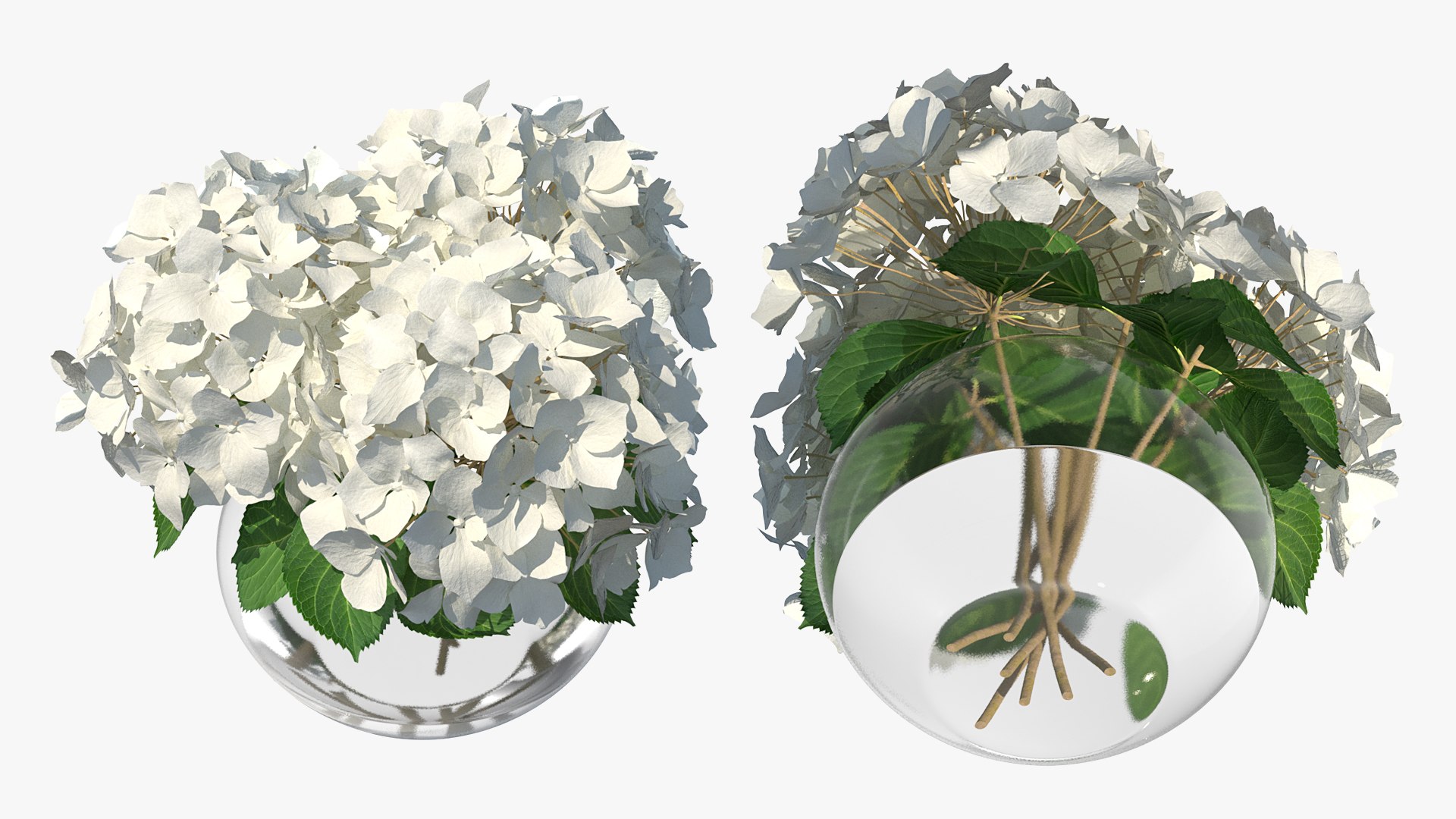 3D white hydrangea macrophylla glass bowl model https://p.turbosquid.com/ts-thumb/x7/fyI4UT/9J1FLrD9/whitehydrangeamacrophyllainglassbowlmb3dmodel010/jpg/1597450883/1920x1080/fit_q87/a5ffe964c03e6f57ef04f2ae61a9315a6900274a/whitehydrangeamacrophyllainglassbowlmb3dmodel010.jpg