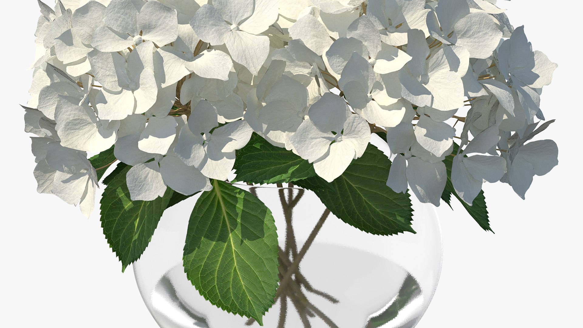 3D white hydrangea macrophylla glass bowl model https://p.turbosquid.com/ts-thumb/x7/fyI4UT/BcIfDBKA/whitehydrangeamacrophyllainglassbowlmb3dmodel006/jpg/1597450839/1920x1080/fit_q87/c11e189d00f19186d41695960f82d79107543835/whitehydrangeamacrophyllainglassbowlmb3dmodel006.jpg
