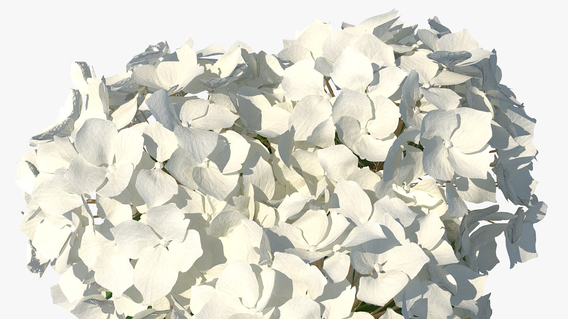 3D white hydrangea macrophylla glass bowl model https://p.turbosquid.com/ts-thumb/x7/fyI4UT/IdBXGFbb/whitehydrangeamacrophyllainglassbowlmb3dmodel007/jpg/1597450851/1920x1080/fit_q87/9dfdd77bd936809cf3de12e45191739ad5e85d14/whitehydrangeamacrophyllainglassbowlmb3dmodel007.jpg