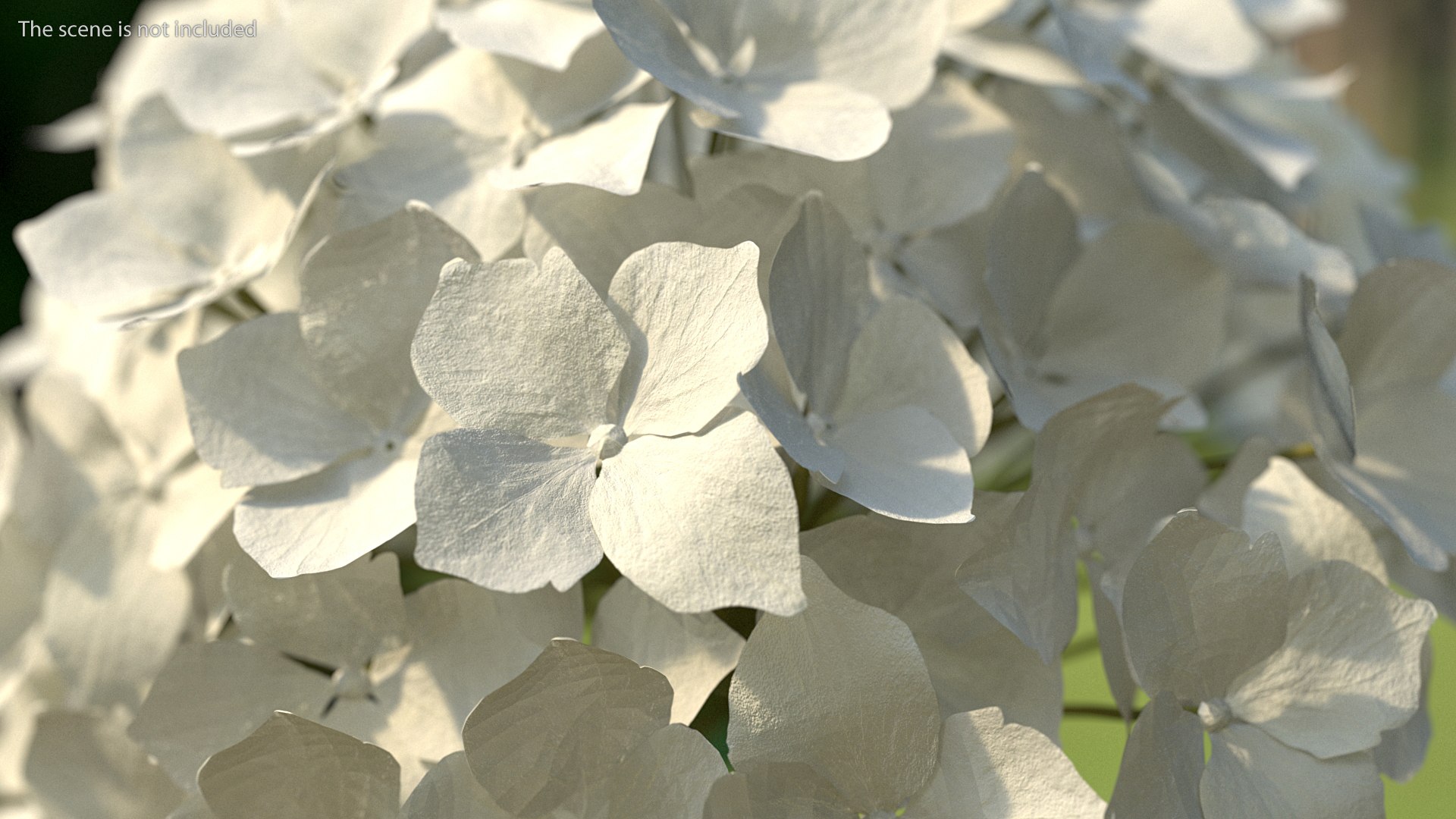 3D white hydrangea macrophylla glass bowl model https://p.turbosquid.com/ts-thumb/x7/fyI4UT/Km3PHiXS/whitehydrangeamacrophyllainglassbowlmb3dmodel003/jpg/1597450806/1920x1080/fit_q87/3b1ad62e33f3b29de20f346a9b657e736aa7bfee/whitehydrangeamacrophyllainglassbowlmb3dmodel003.jpg