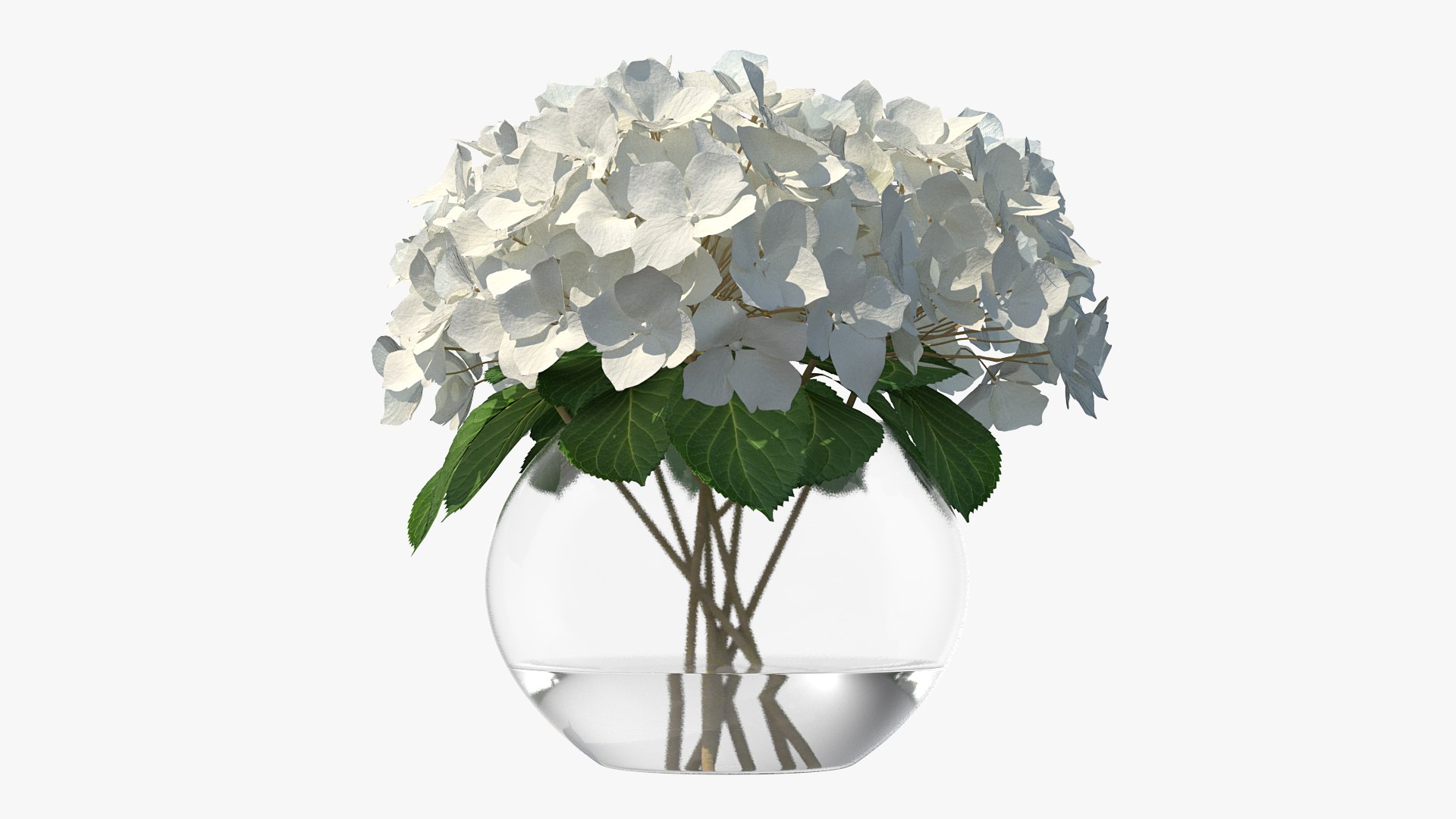 3D white hydrangea macrophylla glass bowl model https://p.turbosquid.com/ts-thumb/x7/fyI4UT/RAxti4QR/whitehydrangeamacrophyllainglassbowlmb3dmodel004/jpg/1597450817/1920x1080/fit_q87/6ad943c2488efbb787df7dc2e6d159ce9f252368/whitehydrangeamacrophyllainglassbowlmb3dmodel004.jpg