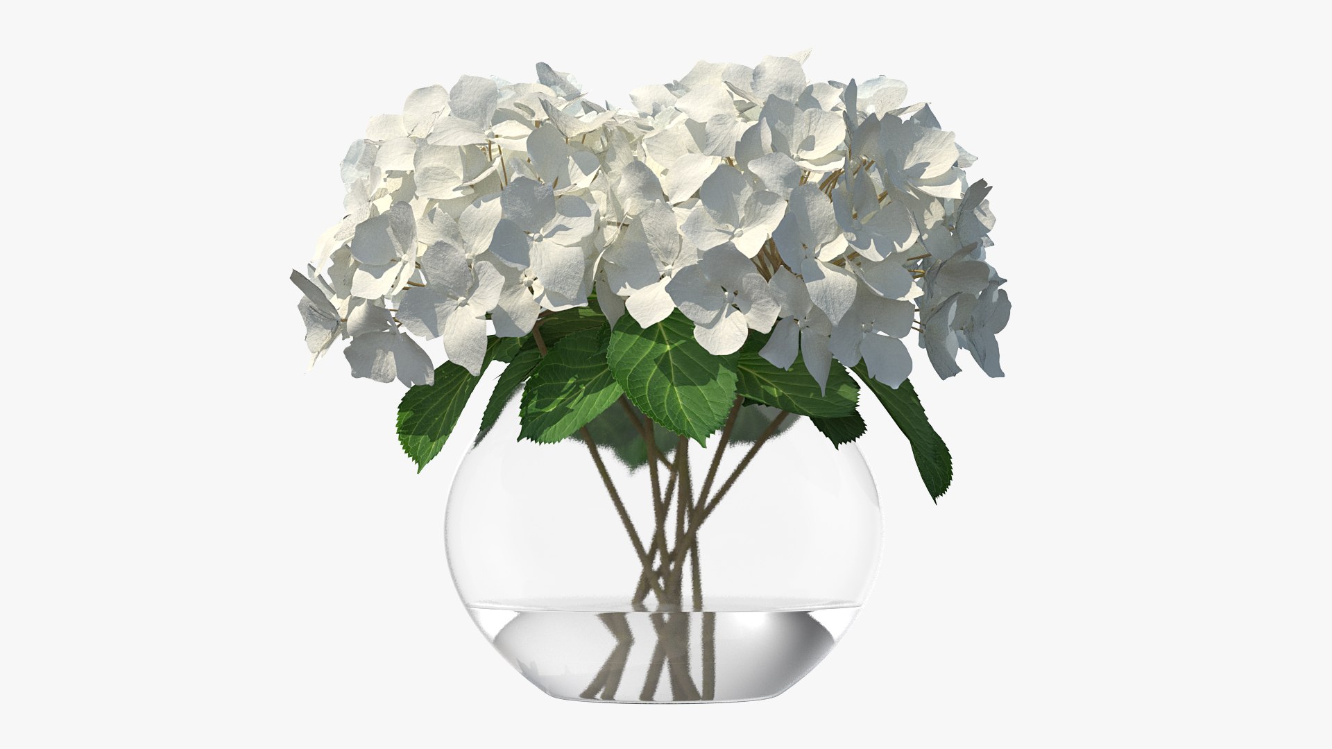 3D white hydrangea macrophylla glass bowl model https://p.turbosquid.com/ts-thumb/x7/fyI4UT/SKuQlNzW/whitehydrangeamacrophyllainglassbowlmb3dmodel001/jpg/1597450782/1920x1080/fit_q87/cdd61a41f88e1d9f8a93d1270f4d1dca9356b00c/whitehydrangeamacrophyllainglassbowlmb3dmodel001.jpg