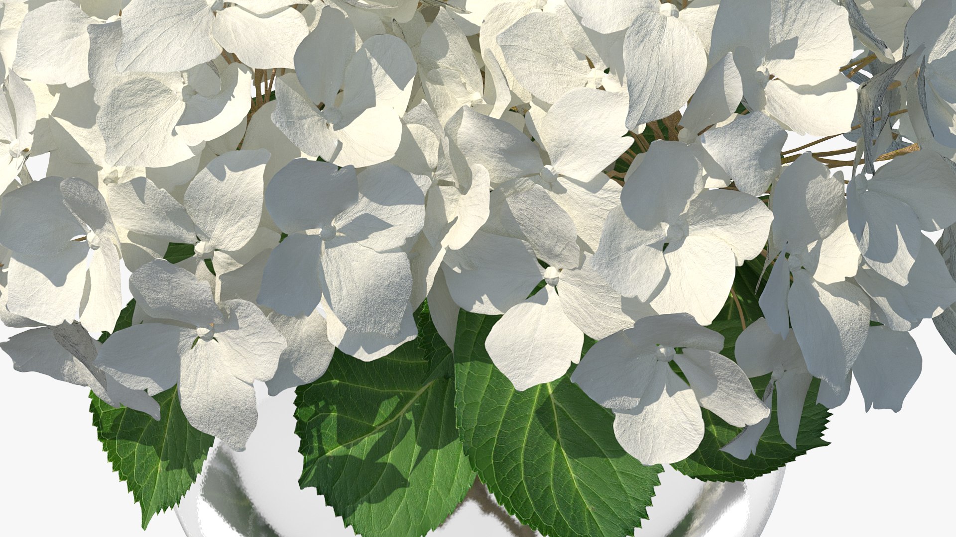 3D white hydrangea macrophylla glass bowl model https://p.turbosquid.com/ts-thumb/x7/fyI4UT/SWaaMxWm/whitehydrangeamacrophyllainglassbowlmb3dmodel009/jpg/1597450872/1920x1080/fit_q87/26d4fd2b52d5a4e964115d7f55d99e0fbdb35e0c/whitehydrangeamacrophyllainglassbowlmb3dmodel009.jpg