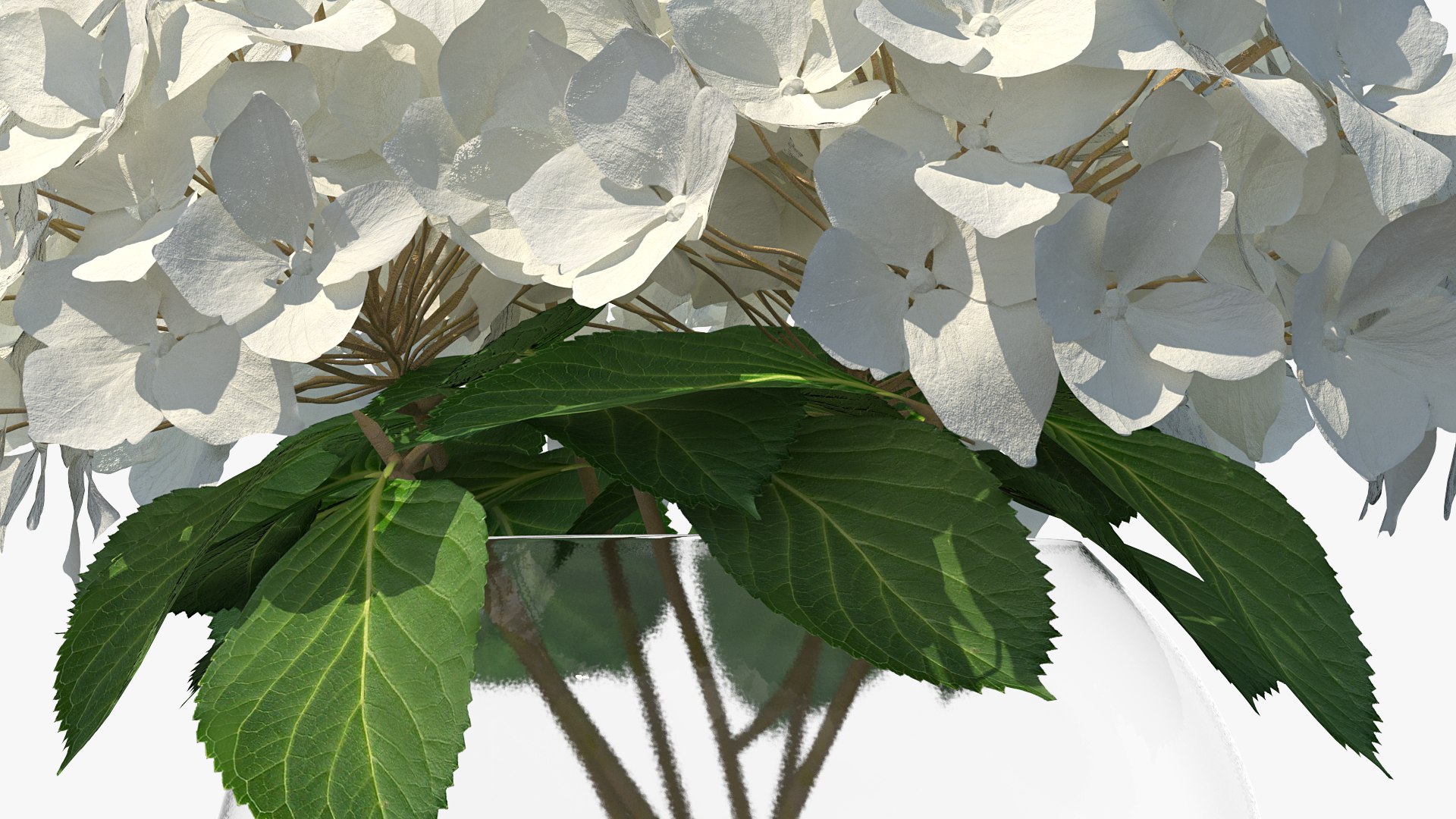 3D white hydrangea macrophylla glass bowl model https://p.turbosquid.com/ts-thumb/x7/fyI4UT/cQJIPSnE/whitehydrangeamacrophyllainglassbowlmb3dmodel008/jpg/1597450862/1920x1080/fit_q87/e1217d1f3a1891914ce9cf0ff07a45b40cc9d996/whitehydrangeamacrophyllainglassbowlmb3dmodel008.jpg