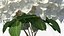 Weiße Hortensie Macrophylla in Glasschale