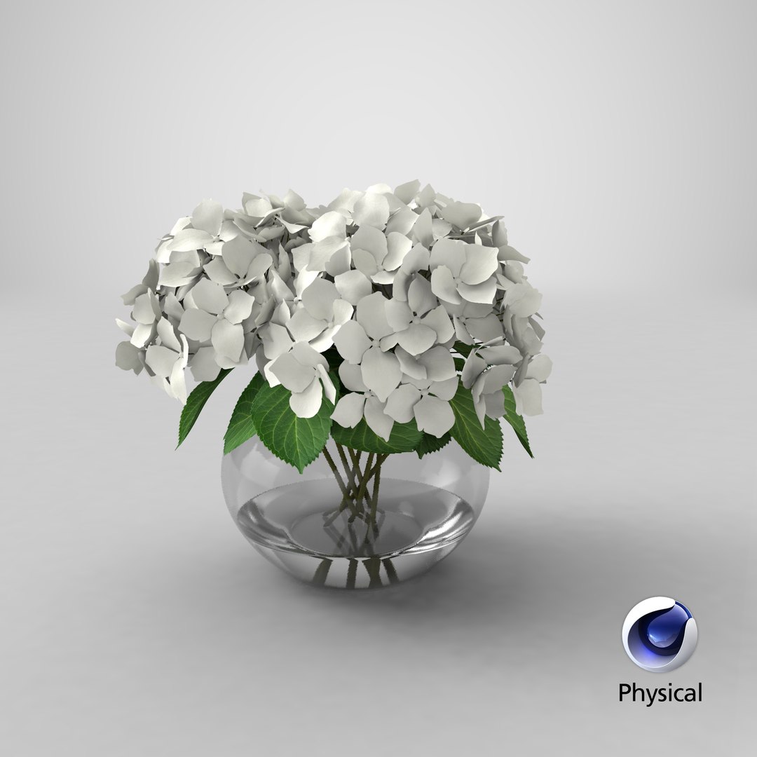 3D white hydrangea macrophylla glass bowl model https://p.turbosquid.com/ts-thumb/x7/fyI4UT/do/stemcell_cinema_4d_physical_render/png/1612706761/1920x1080/fit_q87/bf111064d1b63348ec28749c69e8abe3d5caed5a/stemcell_cinema_4d_physical_render.jpg
