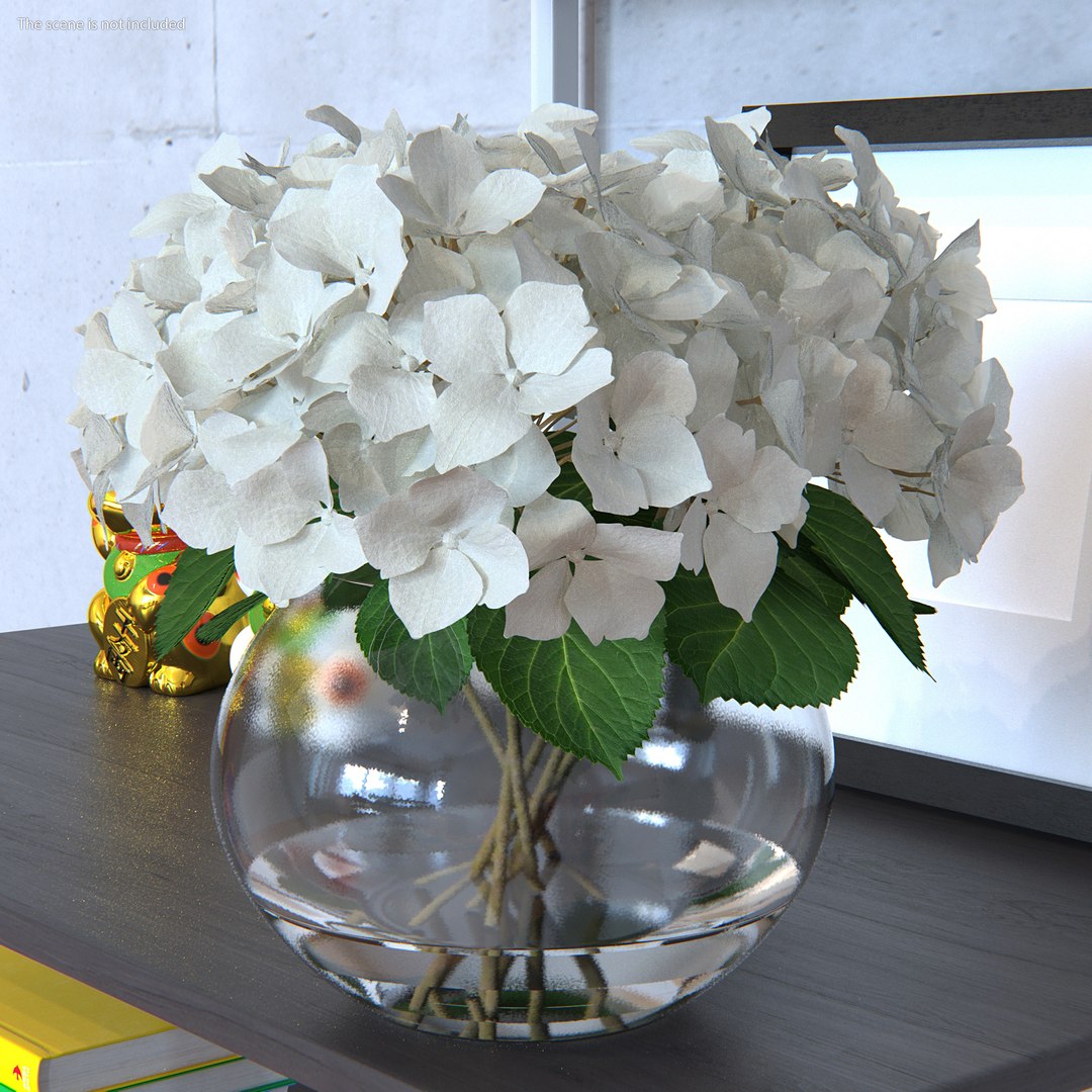 3D white hydrangea macrophylla glass bowl model https://p.turbosquid.com/ts-thumb/x7/fyI4UT/sN8Pd4Ah/whitehydrangeamacrophyllainglassbowlmb3dmodel002/jpg/1597450794/1920x1080/fit_q87/013fc2a449f5fe88acd0cc46a475a34ae7e49baf/whitehydrangeamacrophyllainglassbowlmb3dmodel002.jpg