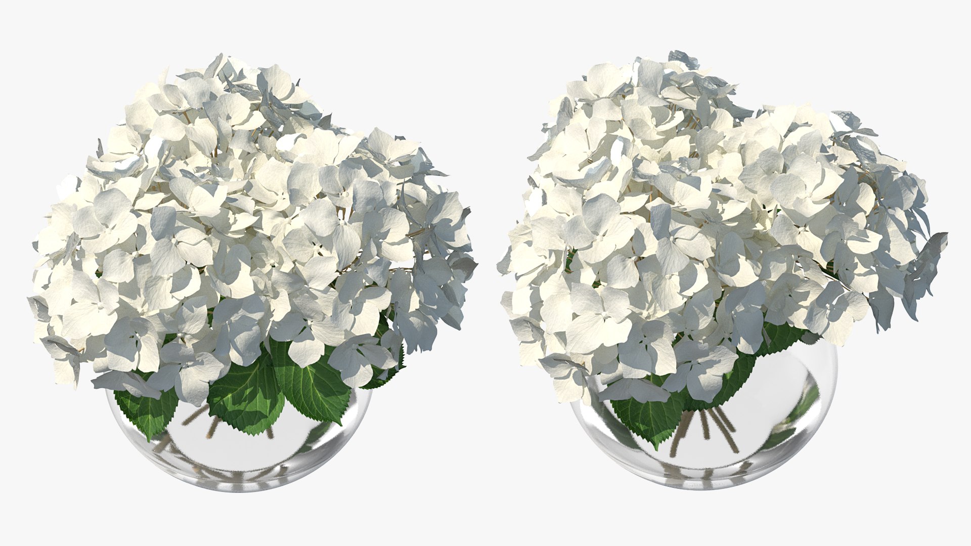3D white hydrangea macrophylla glass bowl model https://p.turbosquid.com/ts-thumb/x7/fyI4UT/t6uTsvOJ/whitehydrangeamacrophyllainglassbowlmb3dmodel005/jpg/1597450828/1920x1080/fit_q87/38429c10ec936a7a5752988c3bd990c976f471a3/whitehydrangeamacrophyllainglassbowlmb3dmodel005.jpg