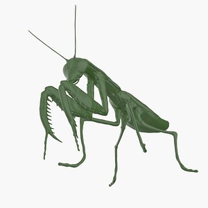 Mantis 3D model