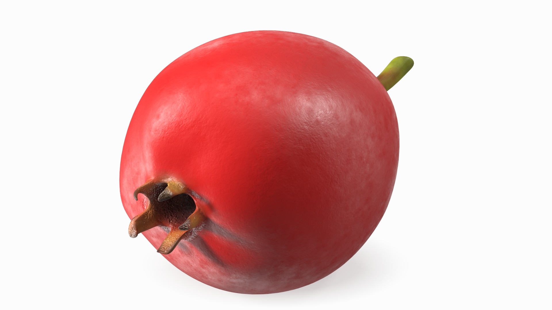 Hawthorn Berry Model - TurboSquid 2190284