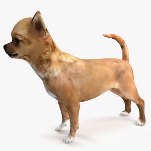 3D model Chihuahua Rigged for Modo