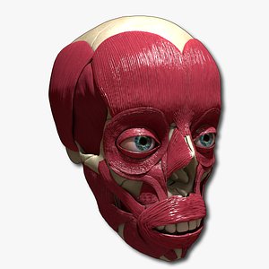 Ultimate Facial Muscles and Skull Bones