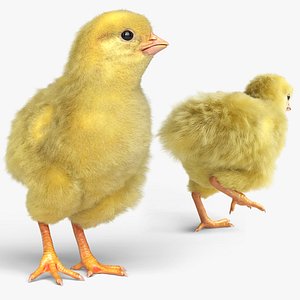 Baby Chick Fur Rigged For Blender Animated Set model