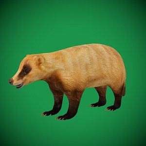 Japanese Badger