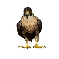 Falcon perched (taxidermy)