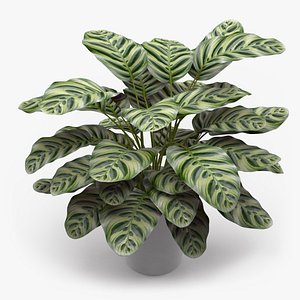 Calathea Makoyana Plant