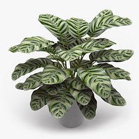 Calathea Makoyana Plant