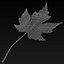 Fall Leaf
