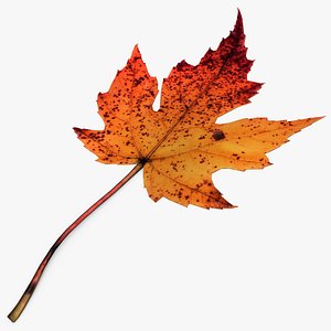 3ds fall leaf