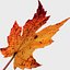 Fall Leaf