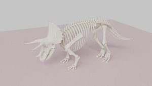Triceratops Skeleton Anatomy 3D Model 3D