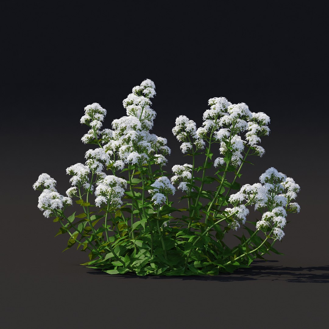 Centranthus ruber Albus 3D https://p.turbosquid.com/ts-thumb/x8/g1GeEJ/a8/centranthus_view_a_05_1920/jpg/1660124722/1920x1080/fit_q87/631806bf744820b7c6efab3e7d1dae7b78fc60e3/centranthus_view_a_05_1920.jpg