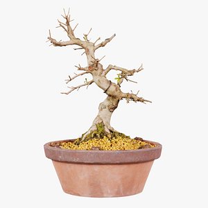 3D Satsuki Hi No Maru Bonsai Tree Remastered