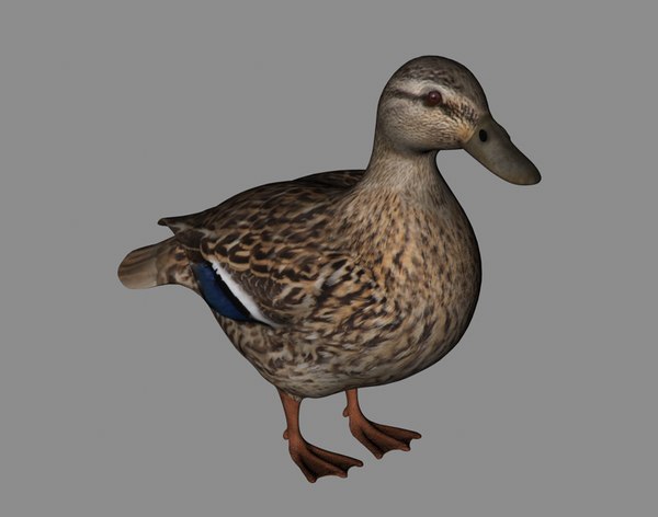 Modele 3d De Canard Colvert Vieille Mere Canard Bebe Canard Canard Sauvage Canard Canard Canard Canard Vilain Petit Canard Cygne Gris Turbosquid