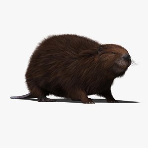 Beaver (FUR)