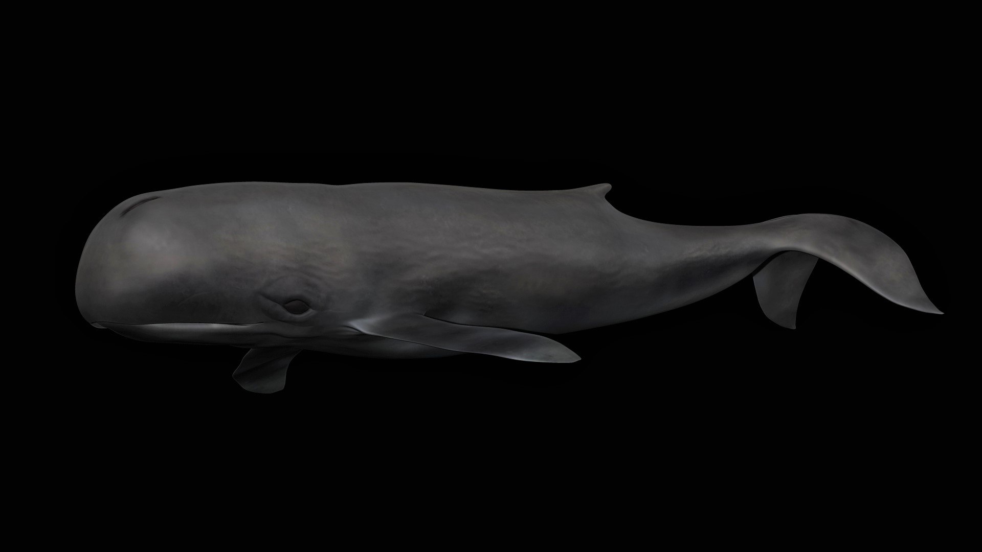 fully rigged marine mammals model https://p.turbosquid.com/ts-thumb/x9/4EI1BW/2Y/collection64/jpg/1616057787/1920x1080/fit_q87/6db697135aa696eb5326540fe510b9bda159226d/collection64.jpg