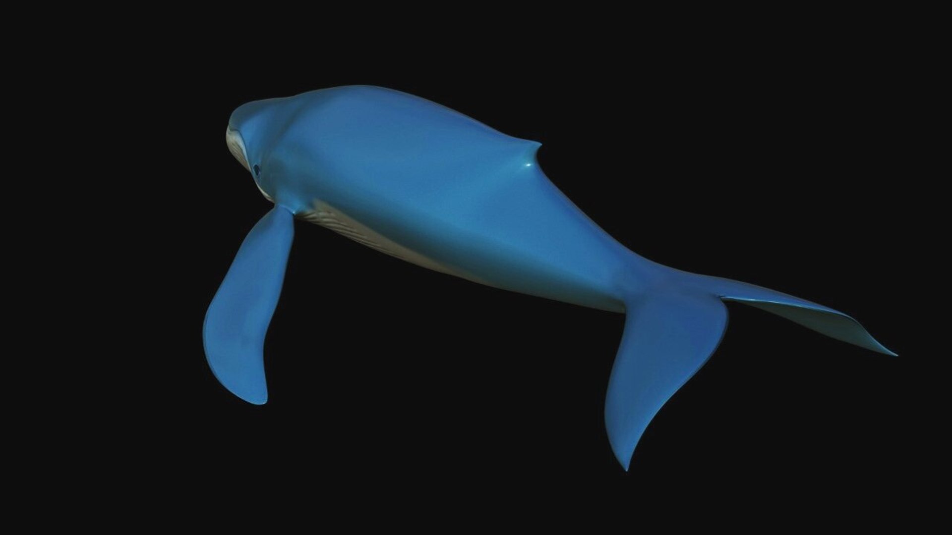 fully rigged marine mammals model https://p.turbosquid.com/ts-thumb/x9/4EI1BW/8J/collection24/jpg/1616057703/1920x1080/fit_q87/a0a1edf614fc41e0a107e01bc21861de2e6db29a/collection24.jpg