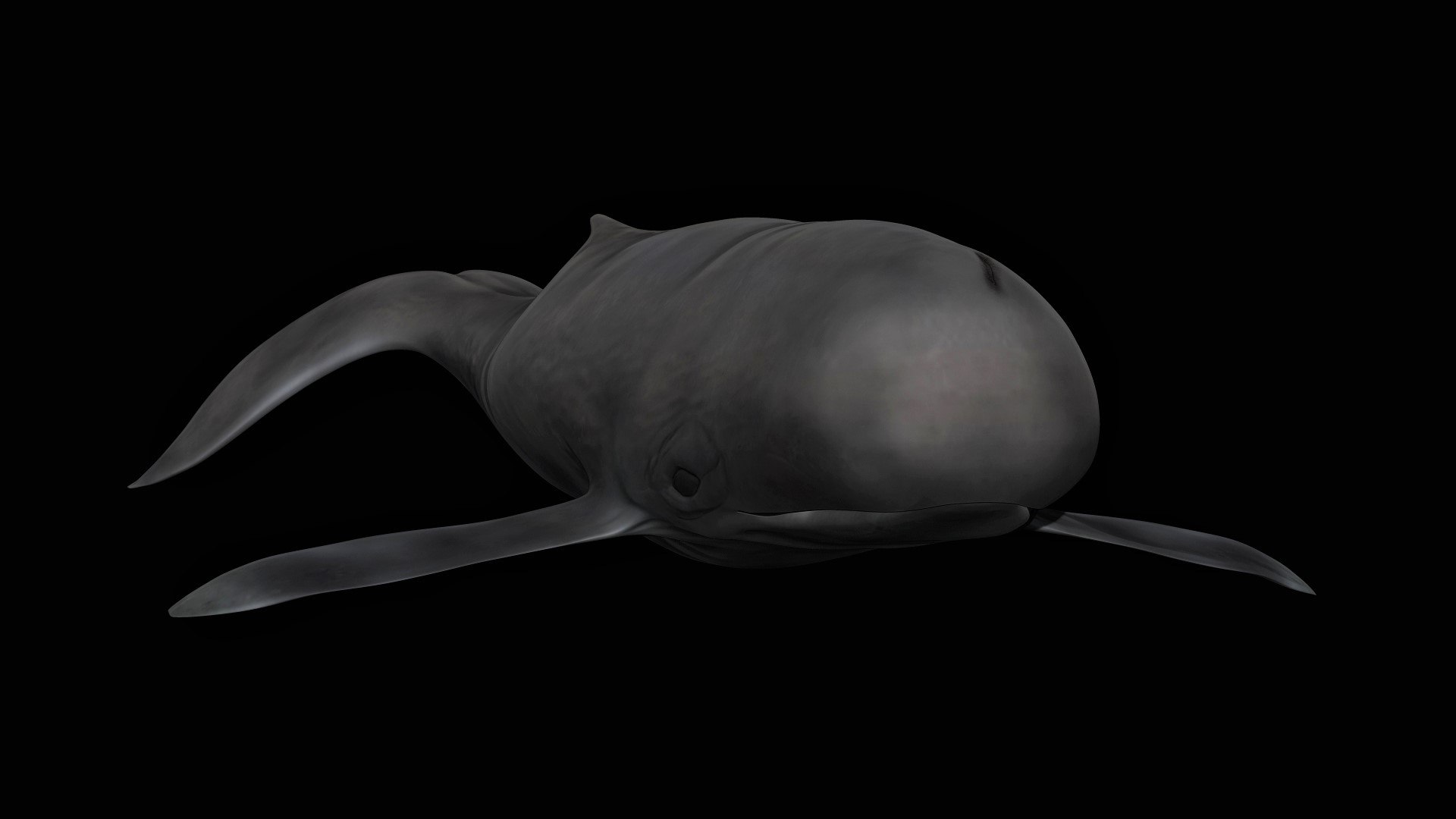 fully rigged marine mammals model https://p.turbosquid.com/ts-thumb/x9/4EI1BW/9C/collection63/jpg/1616057788/1920x1080/fit_q87/823427cb0a2aad58559c145c0db019398eaefc77/collection63.jpg